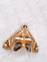Margarosticha euprepialis