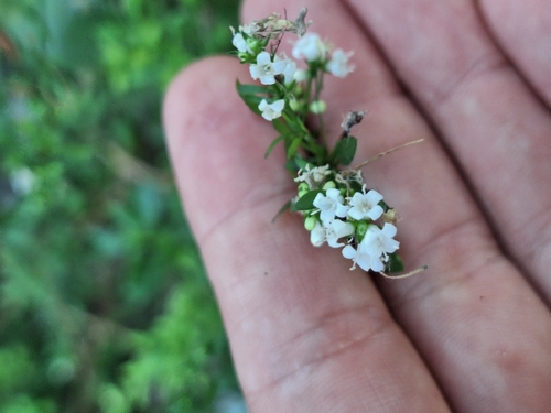 Galianthe brasiliensis, photograph 6