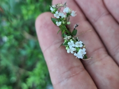 Galianthe brasiliensis, photograph (c) Rocío Esmeralda Pose, some rights reserved (CC BY)