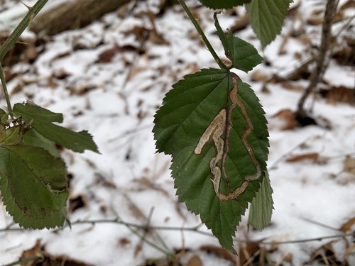 Unknown species found near E Telegraph Rd, Airville, PA, US