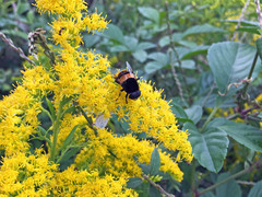 Phytomia zonata