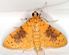 Conogethes semifascialis