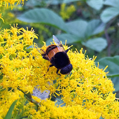 Phytomia zonata