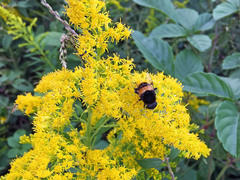 Phytomia zonata