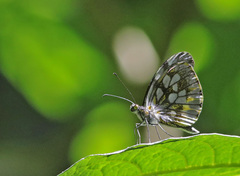 Dismorphia lewyi dolorita