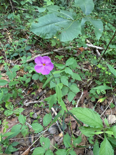 thickleaf phlox (Phlox carolina)