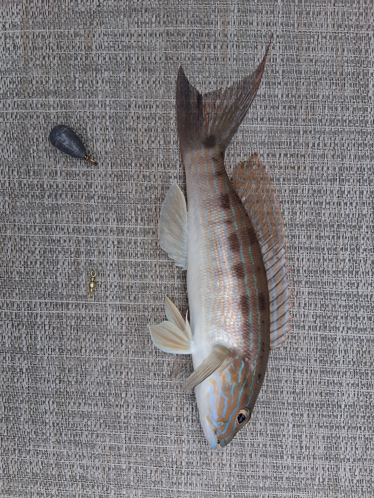 Sand perch (Diplectrum formosum) — Serranidae