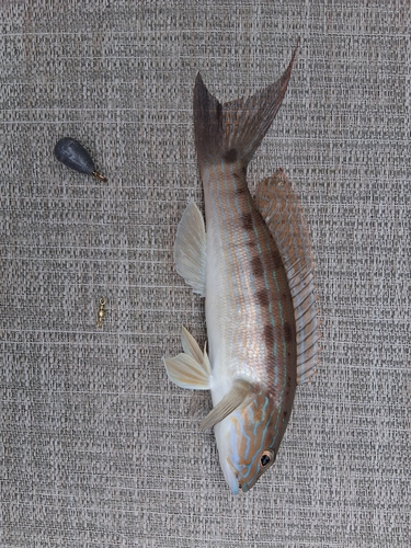 Sand perch (Diplectrum formosum) — Serranidae