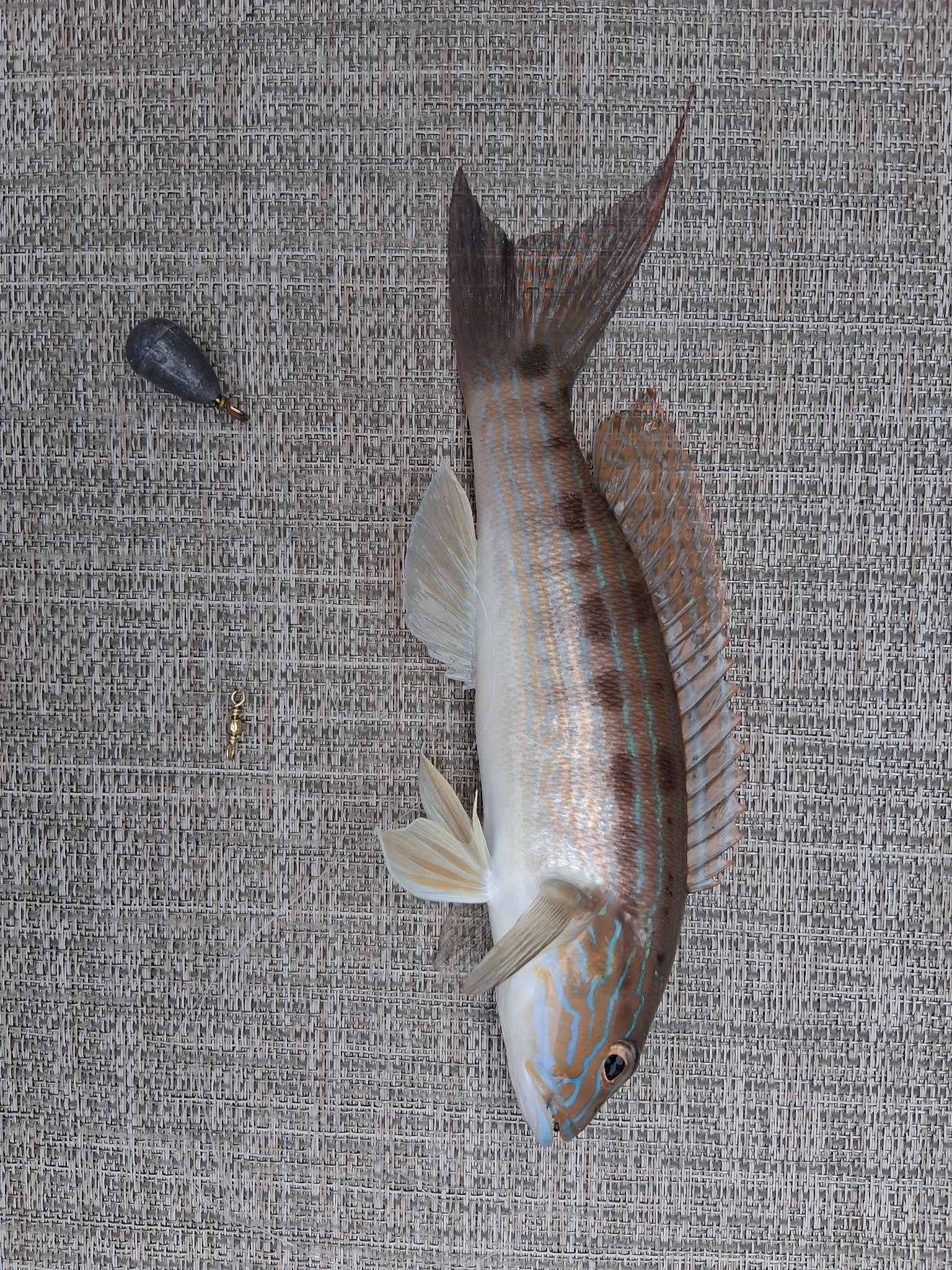 Sand Perch photo 6
