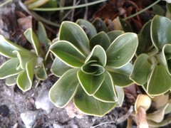 Gentianella impressinervia