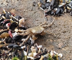 Cyrtograpsus altimanus