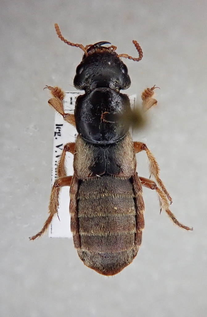 Staphylinina