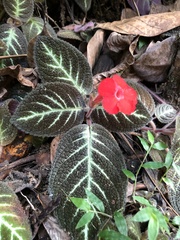 Episcia cupreata