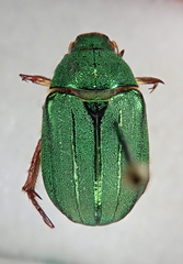 Mimela holosericea