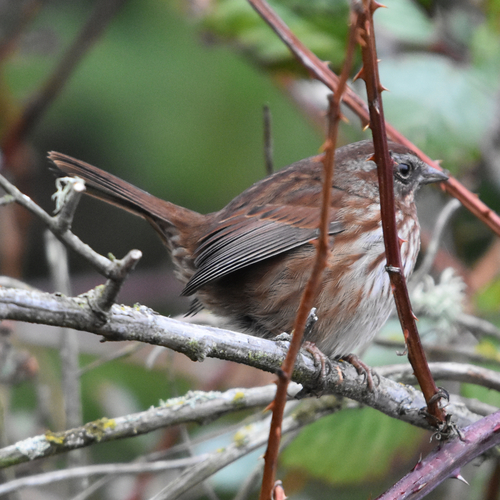 Song Sparrow (Melospiza melodia)