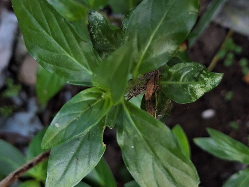 Spigelia humboldtiana, photograph 4