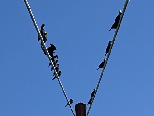 Great Cormorant (Phalacrocorax carbo), photo 8