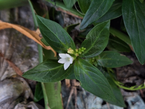 Spigelia humboldtiana, photograph 5
