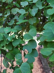 Bauhinia racemosa