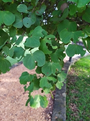 Bauhinia racemosa