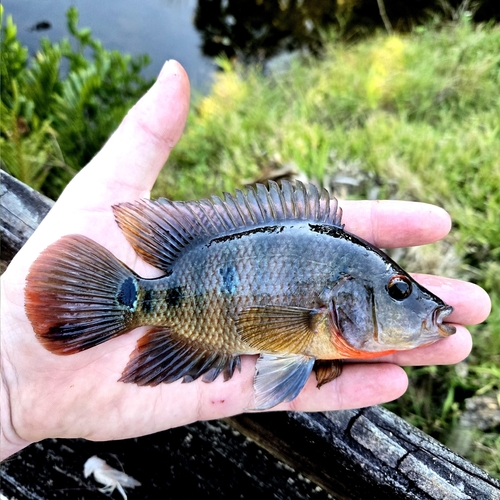 False red terror (Mayaheros urophthalmus) — Cichlidae — 2