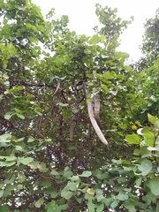 Bauhinia racemosa