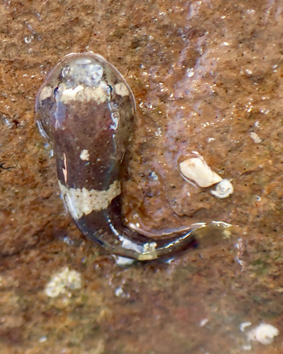 California clingfish (Gobiesox rhessodon) — Gobiesocidae — 4