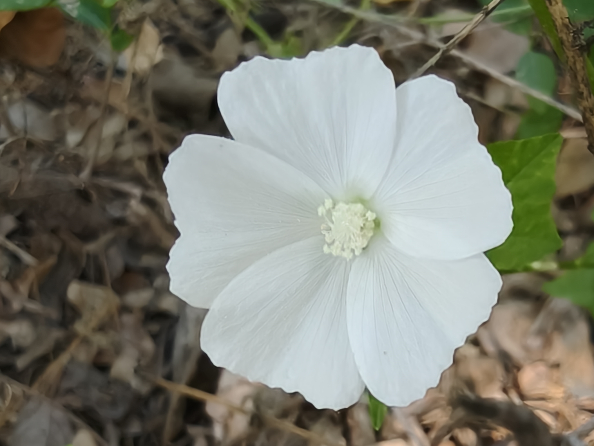 Anoda albiflora