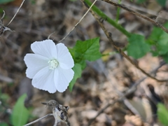 Anoda albiflora, photograph author not stated, no rights reserved