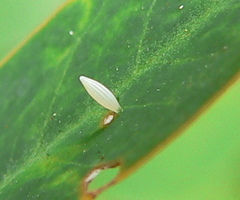 Catopsilia florella