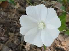 Anoda albiflora, photograph author not stated, no rights reserved