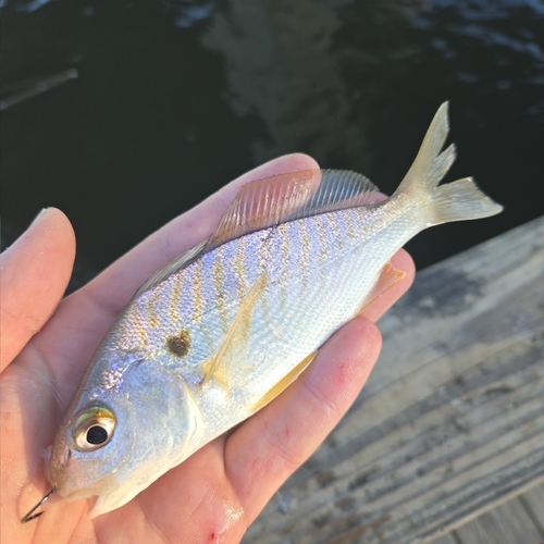 Spot croaker (Leiostomus xanthurus) — Sciaenidae — 2