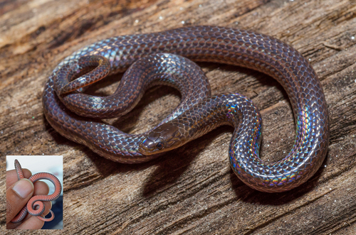 Coral-bellied Wormsnake