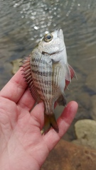 Acanthopagrus schlegelii