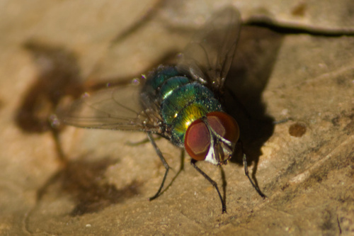 Unknown species found near Austin Hills, Austin, TX 78759, USA