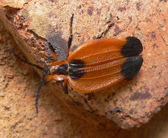 Lycus subtrabeatus