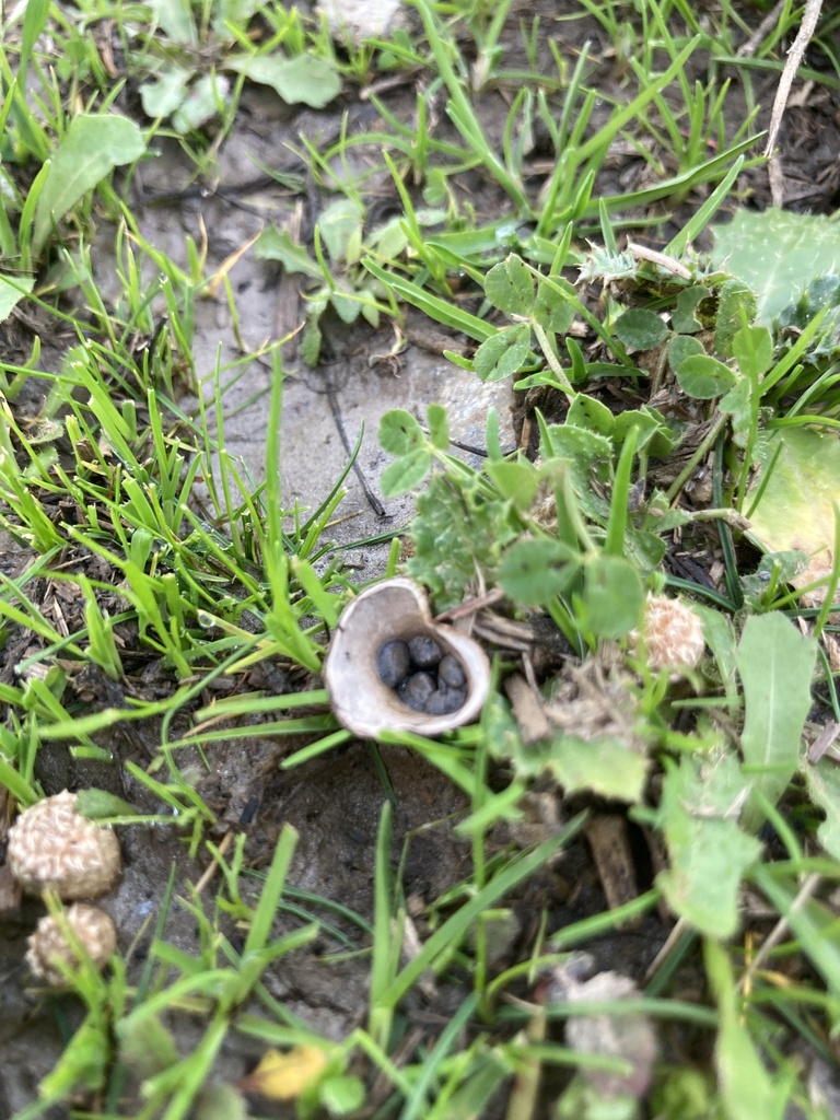Cyathus olla · June 2025 · photo: © soldemarmaulina (iNaturalist, cc-by)