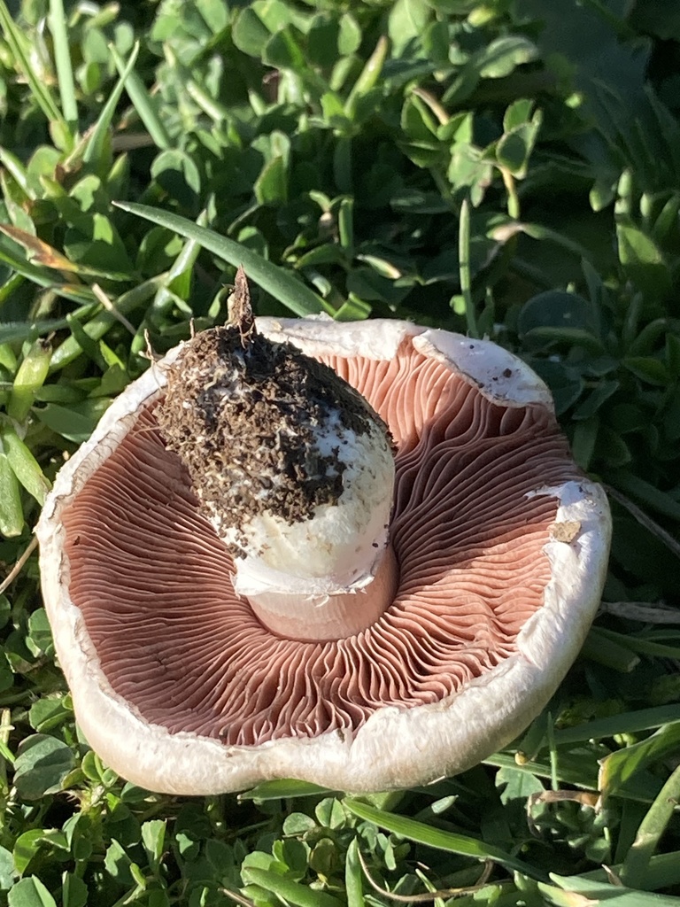 Agaricus campestris