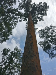 Dipterocarpus