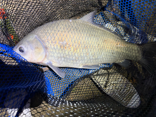 Buffalofish (Ictiobus bubalus) — Catostomidae