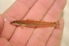 Naked Sand Darter photo 1