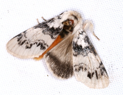 Iropoca rotundata