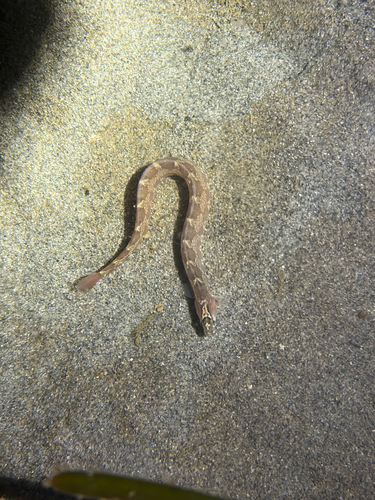 Saddleback gunnel (Pholis ornata) — Pholidae — 3
