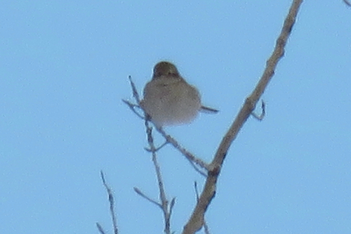 Northern Shrike (Lanius borealis), photo 5