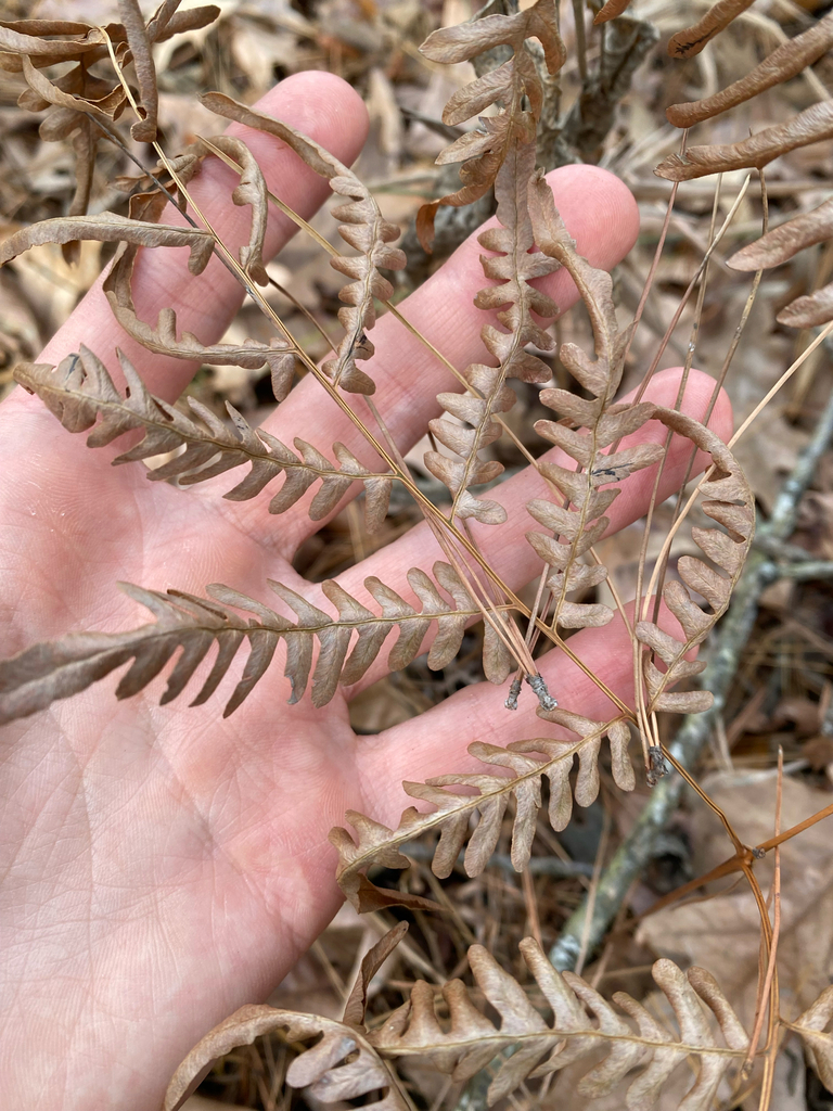 Tailed Bracken Fern from Pine Ridge Spur Trail, Karnack, TX, US on ...