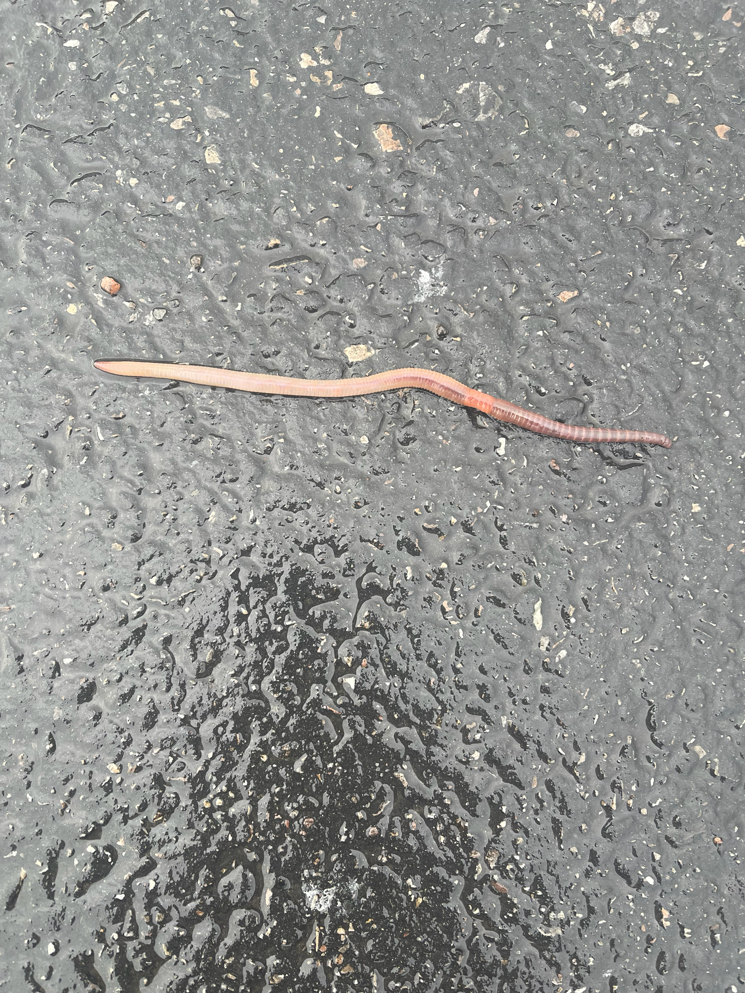 Lumbricus terrestris Linnaeus, 1758