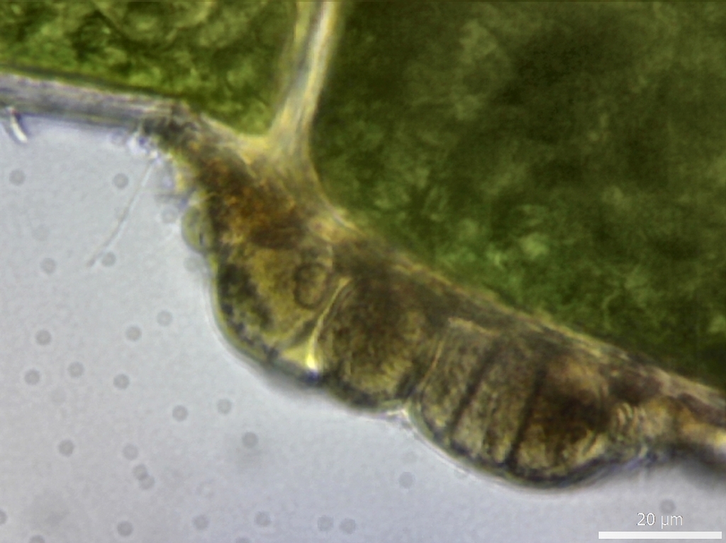 Dermocarpella