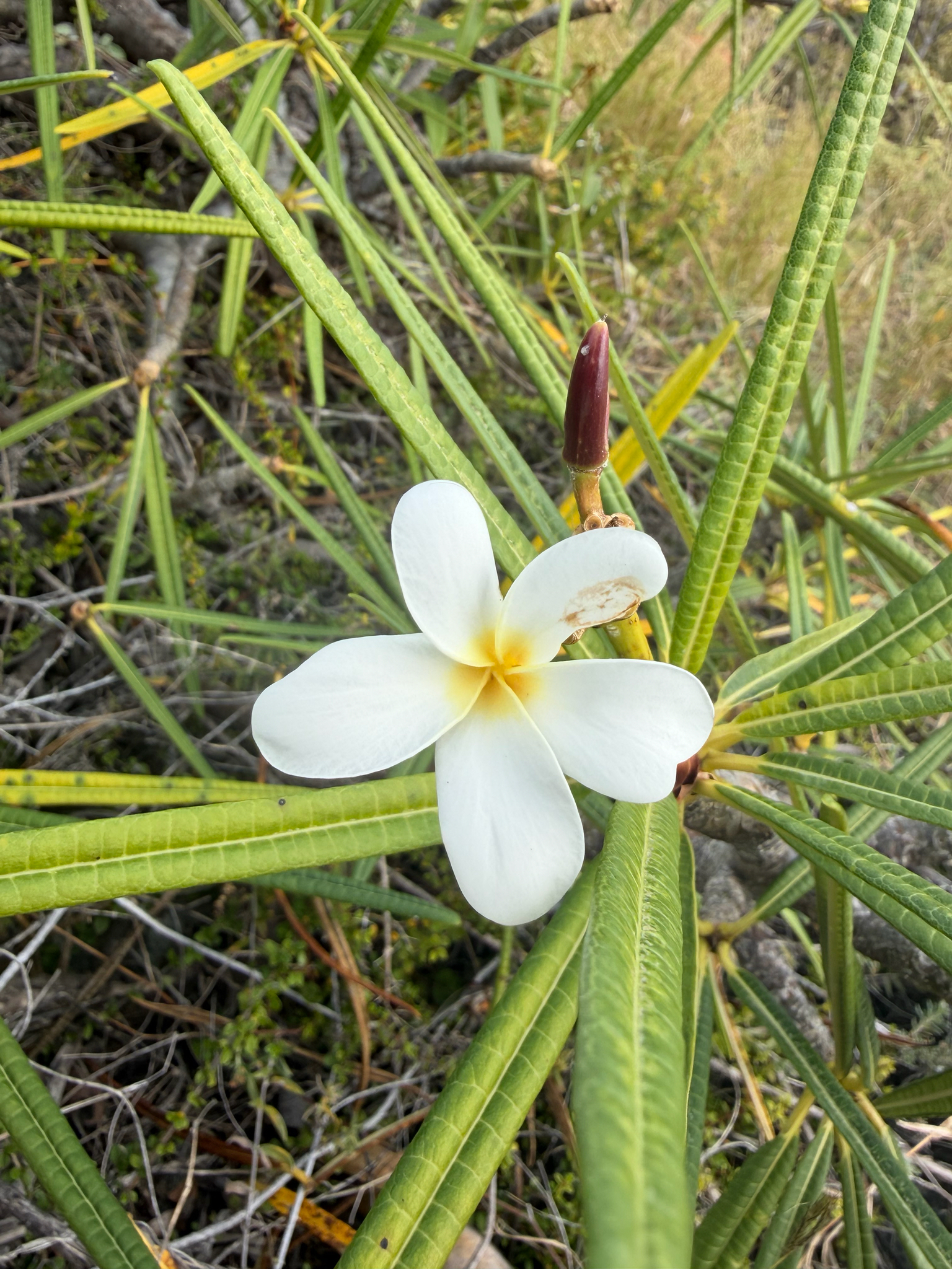 Frangipani