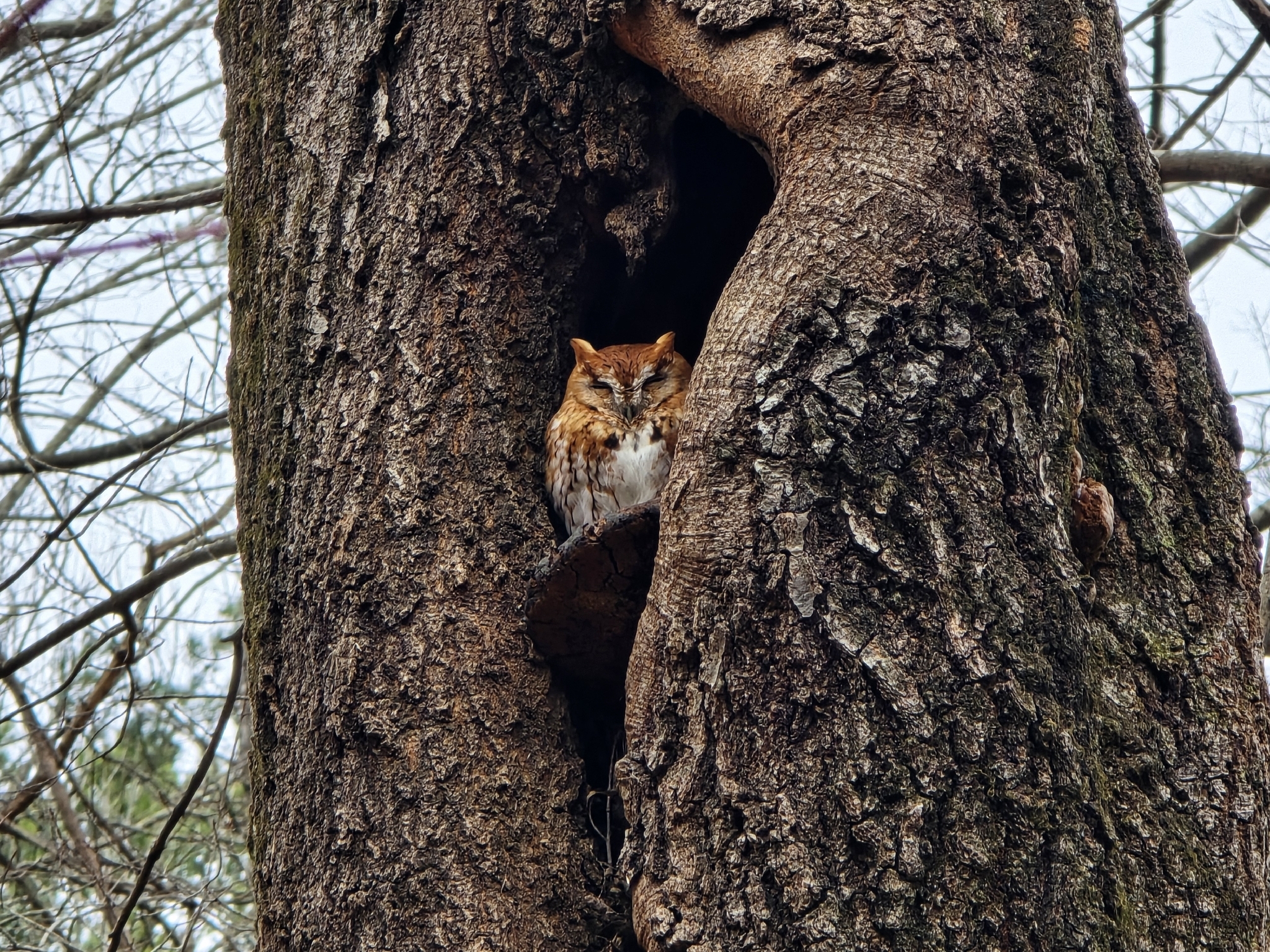 Eastern Screech Owl (Megascops asio), photo 2