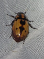 Cyclocephala mafaffa